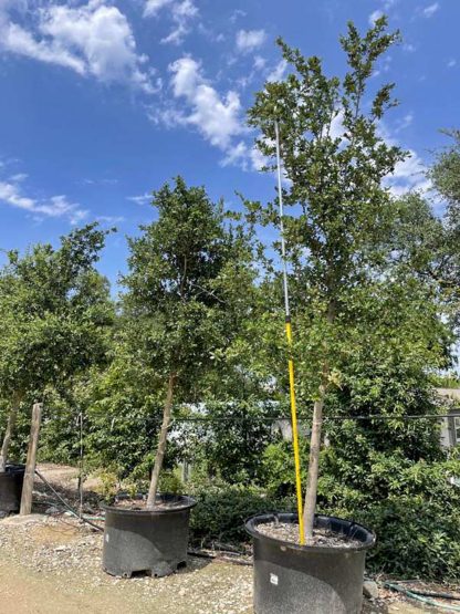 Live Oak - Image 2