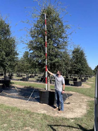 Live Oak - Image 4
