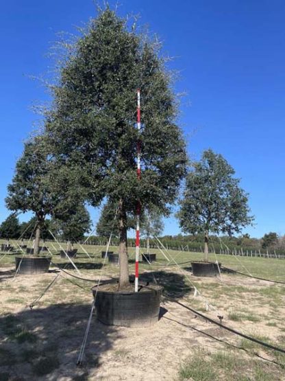 Live Oak - Image 3