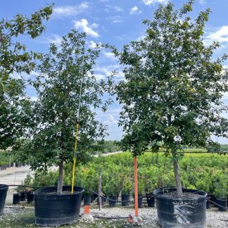 Monterrey Oak