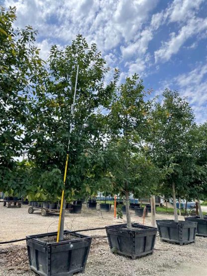 Monterrey Oak - Image 4