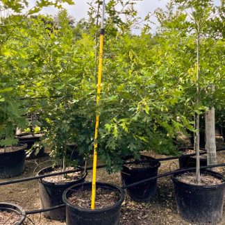 Shumard Red Oak - 7-Gallon