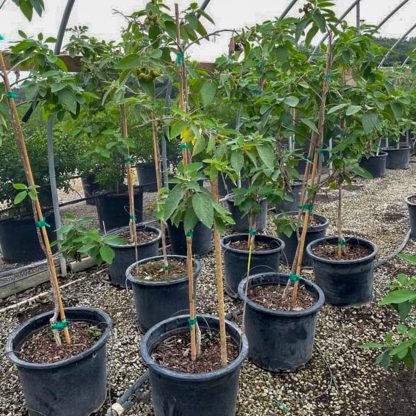 Mexican Olive - Image 2