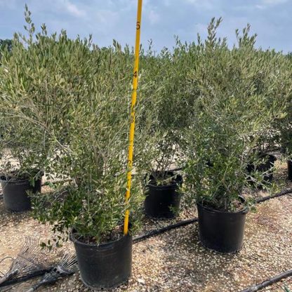 Mission Tree Form Olive - Image 3