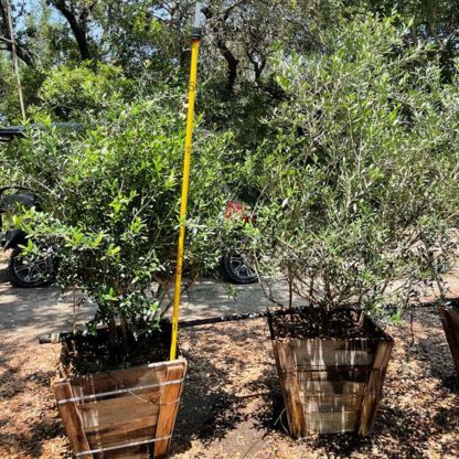Mission Tree Form Olive - Image 2