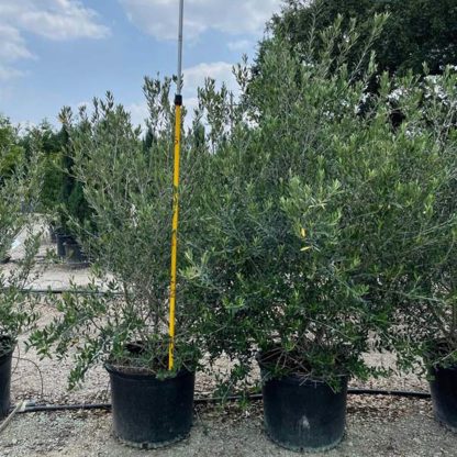 Mission Tree Form Olive - Image 4