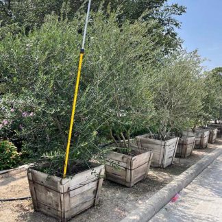 Mission Tree Form Olive - 10-Gallon