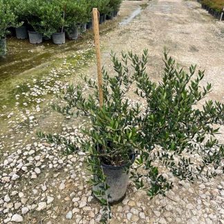 Mission Shrub Form Olive - 10-Gallon