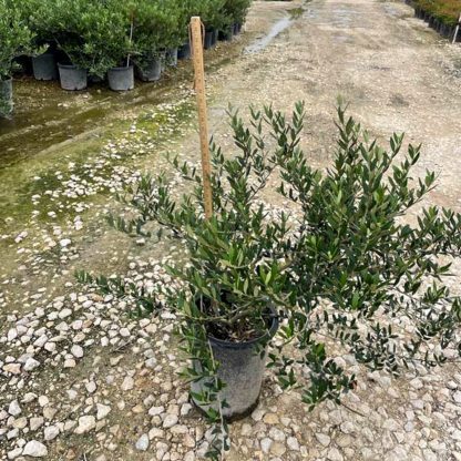 Mission Shrub Form Olive