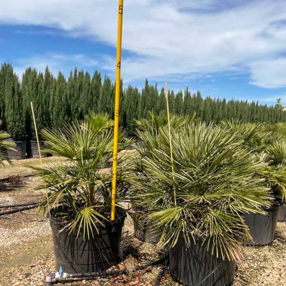 Mediterranean Fan Palm - Image 4