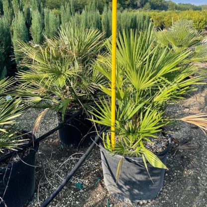Mediterranean Fan Palm - Image 3