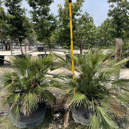 Mediterranean Fan Palm - Image 2