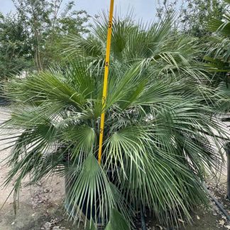 Mediterranean Fan Palm
