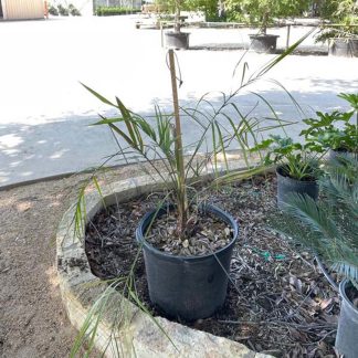 Pindo Palm