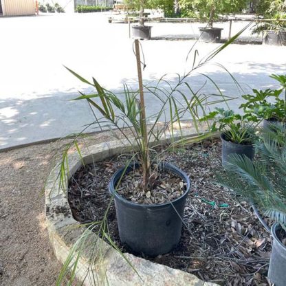 Pindo Palm - 95-Gallon
