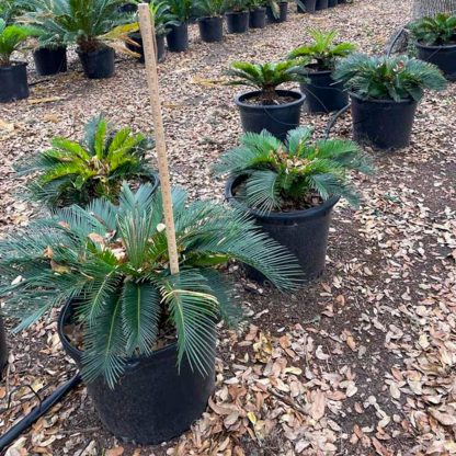 Sago Palm - 95-Gallon - Image 2
