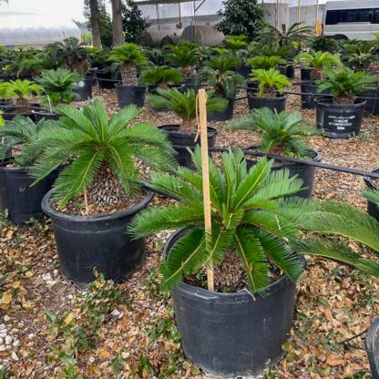 Sago Palm - 95-Gallon - Image 3