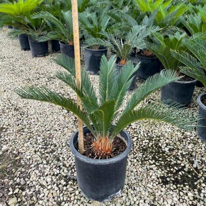 Sago Palm - 95-Gallon