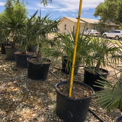 Windmill Palm - 95-Gallon - Image 2
