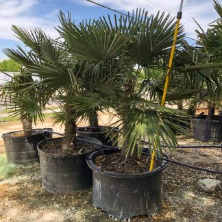 Windmill Palm - 95-Gallon