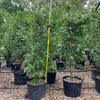 Texas Native Persimmon - 10-Gallon