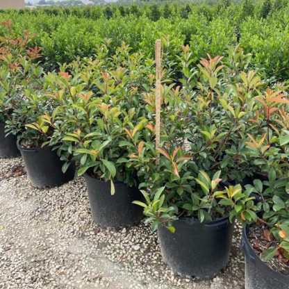 Red Tip Photinia - Image 3