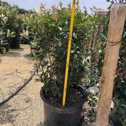 Red Tip Photinia - Image 2
