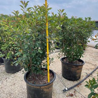 Red Tip Photinia