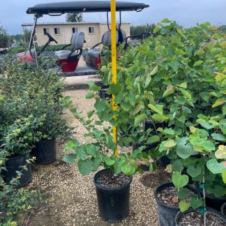 Texas Standard Redbud - 65-Gallon