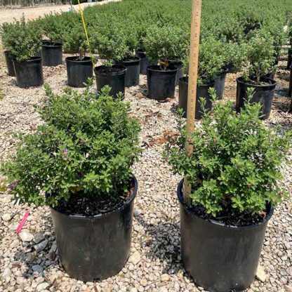 Senisa Greencloud Texas Sage