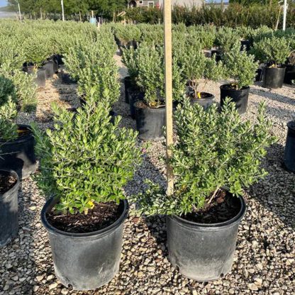 Senisa Greencloud Texas Sage - Image 2