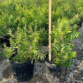 Flameleaf Sumac