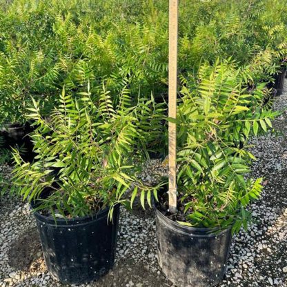 Flameleaf Sumac