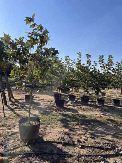 Mexican Sycamore - 15-Gallon - Image 2