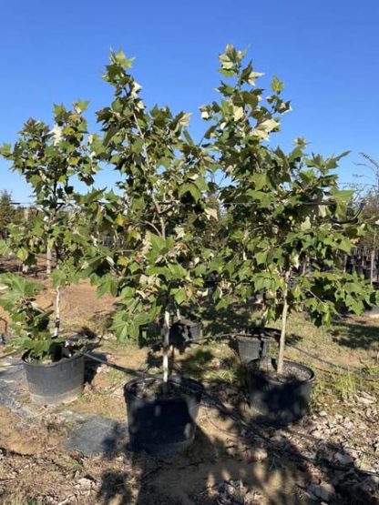 Mexican Sycamore - 15-Gallon - Image 3