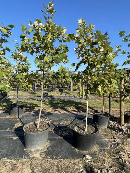 Mexican Sycamore - 15-Gallon - Image 4