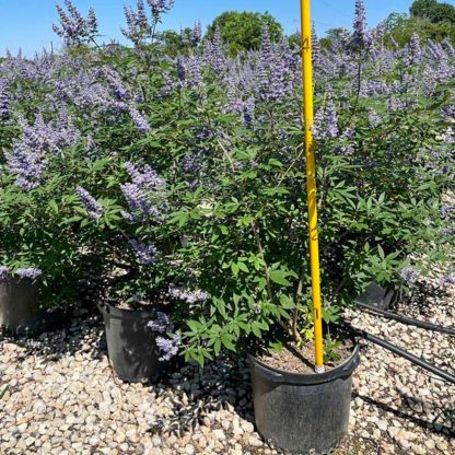 Shoals Creek Vitex - 7-Gallon - Image 2