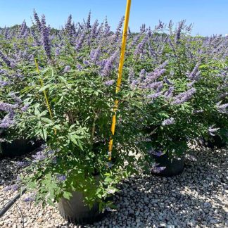 Shoals Creek Vitex - 25-Gallon