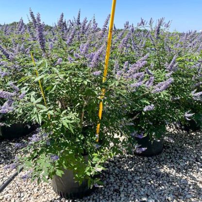 Shoals Creek Vitex - 7-Gallon