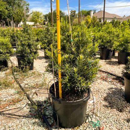 Japanese 'Maki' Yew - Image 2
