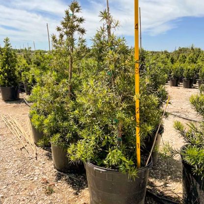 Japanese 'Maki' Yew - Image 3