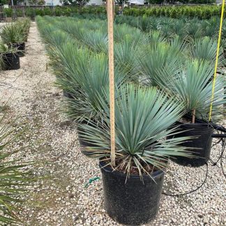 Rostrata/Beaked Yucca
